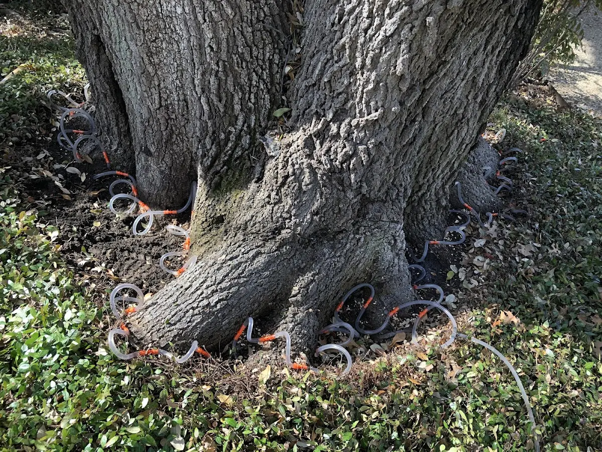 Detailed Tree Cabling and Bracing job site in La Center