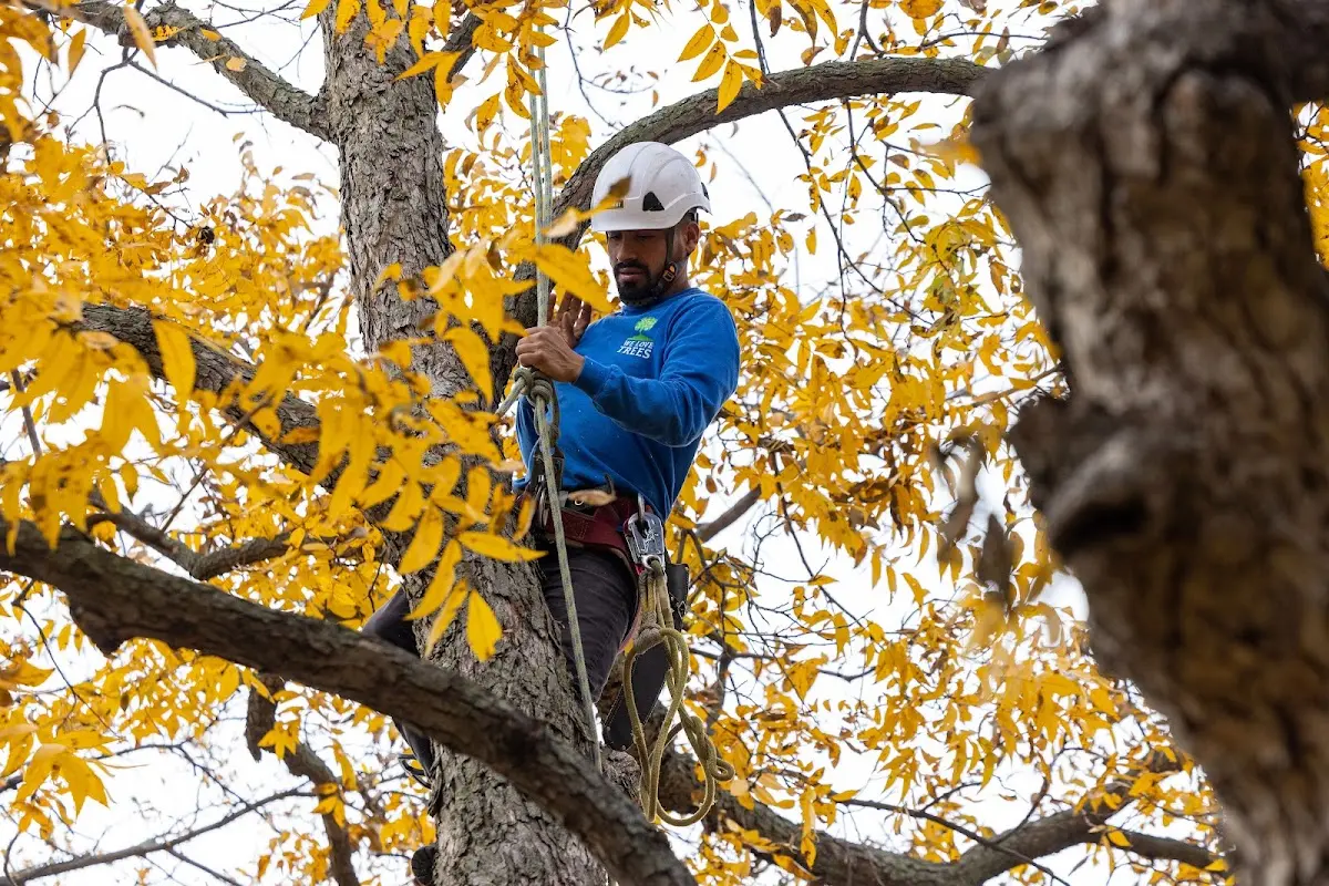 Skilled Tree Transplanting crew working in La Center