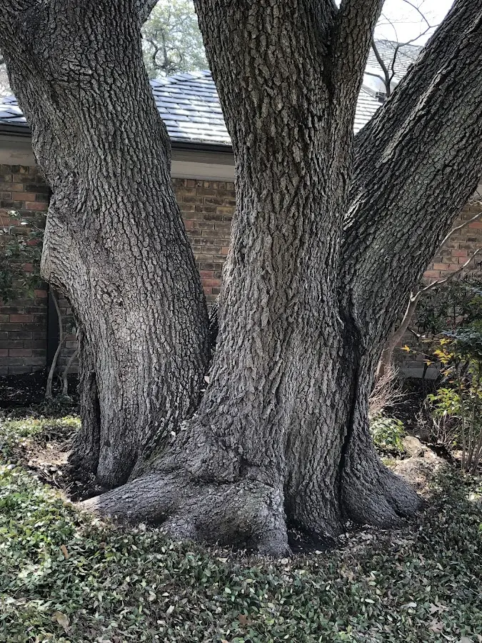 Mature heritage tree close to a La Center property cared for by certified arborists
